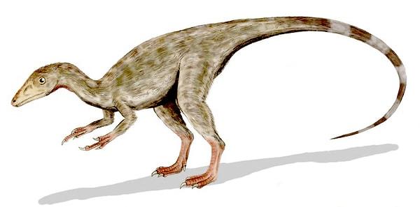 6. Bugün bilinen en küçük dinozor, 10 santimetrelik uzunluğa ve bir köpek yavrusunun ağırlığına sahipti.