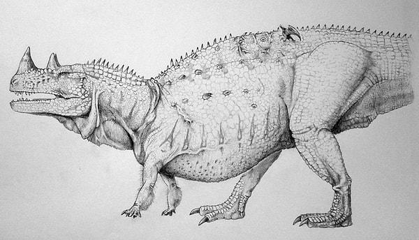7. Dinozorlar iki ayaklı hayvanlar olarak bilinse de, bazı türleri dört ayaklıydı ve bunlardan bazıları da hem iki ayaklı, hem de dört ayaklı gibi hareket edebiliyordu.