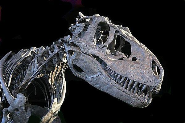 17. Avrupa'da 17. yüzyıla kadar rastlanan dinozor fosillerinin, İncil'de bahsi geçen devasa yaratıklar olduğuna inanılıyordu.