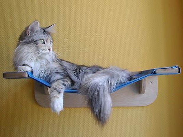 Birakin Miril Miril Uyusun Evdeki Ivir Zivirla Yapabileceginiz 17 Yumusacik Kedi Yatagi
