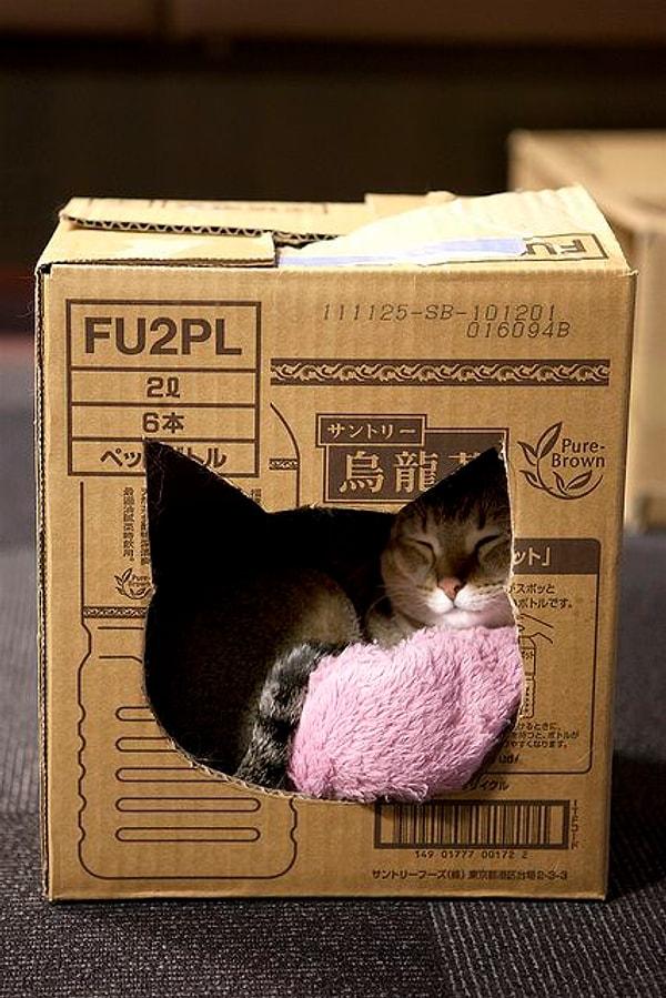 10. "Kedim için pahalı oyuncaklar almak yerine kutuları kullanıyorum. Hem daha çok seviyor hem de masraf olmuyor."