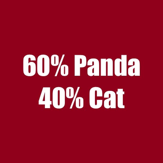 60% Panda 40% Cat!