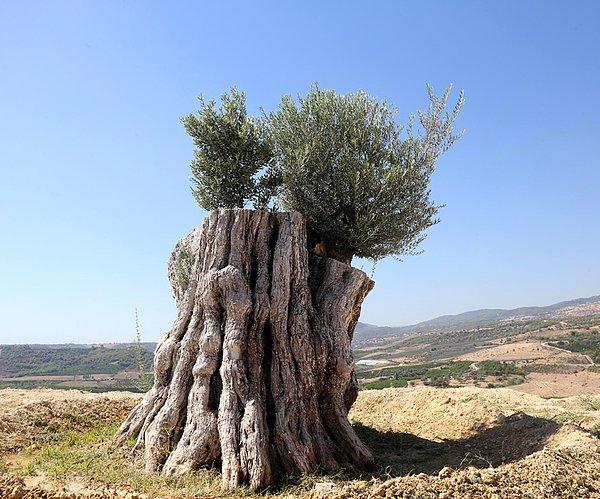 32. Kesilmek Üzere Olan 800 Yıllık Zeytin Ağacını Kurtaran ve Meyve Vermesini Sağlayan Güzel İnsanlar