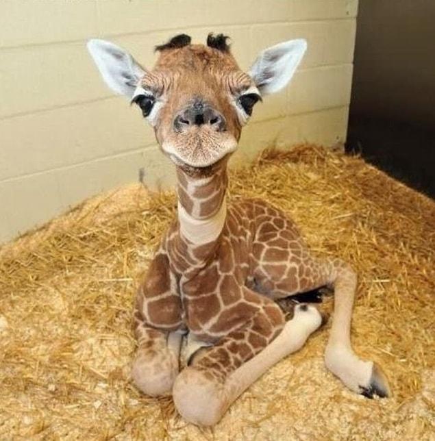 2. Baby giraffe