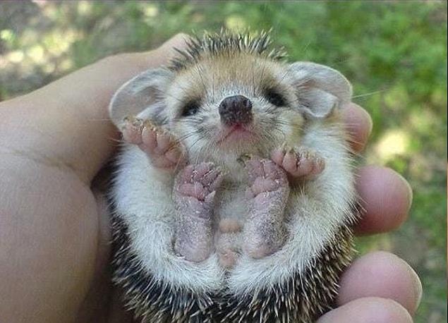 8. Baby hedgehog