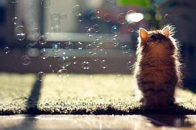 9. Kitten