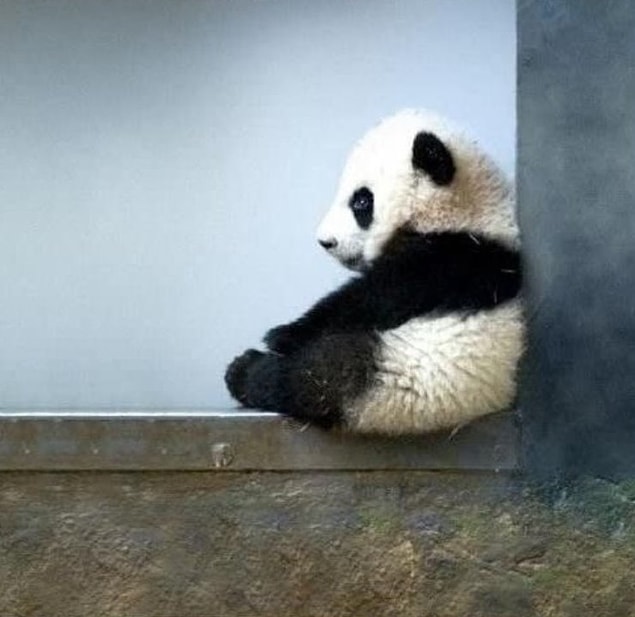 11. Baby panda