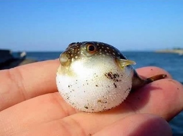 13. Baby puffer fish