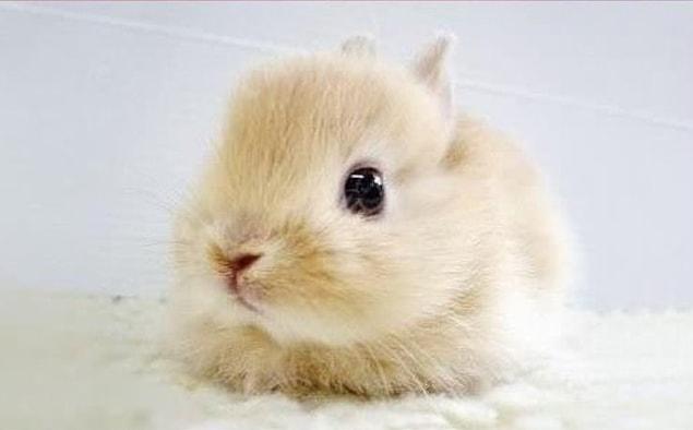 14. Baby bunny