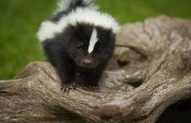 16. Baby skunk