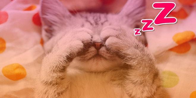 Bırakın Mırıl Mırıl Uyusun 🐾 Evdeki Ivır Zıvırla Yapabileceğiniz 17 Yumuşacık Kedi Yatağı