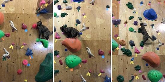 Tırmanma Duvarını Bir Ninja Gibi Çıkan Kedi