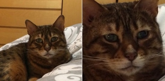 22 уморительных мема с животными: найди себя и от души посмейся