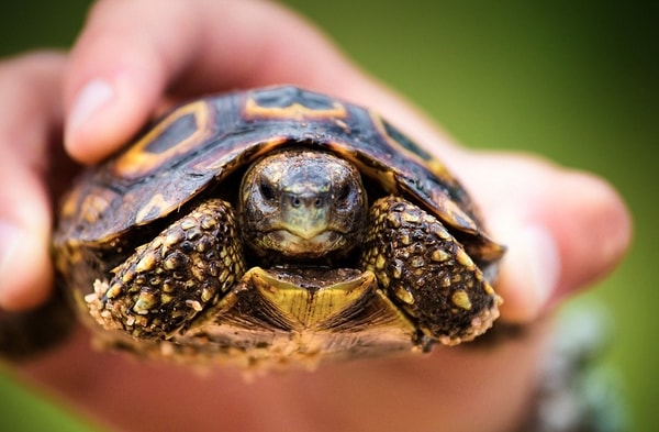 22. Черепашка, ставшая символом отеля