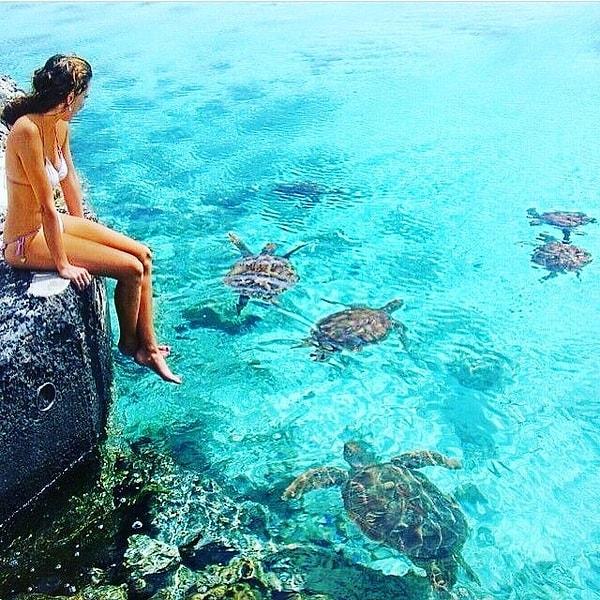 24. Biz deniz kaplumbağalarını korumak için bir yerlerimizi yırtalım elalem kalksın onlarla denize girsin. Zengin olunca mümkün.