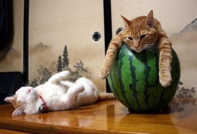 1. I told you we should have bought a second watermelon!