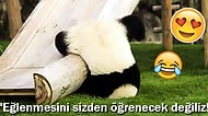 Can Sıkıntılarını Giderme Konusunda Aşırı Eğlenceli Çözümler Bulmuş 22 Hayvan