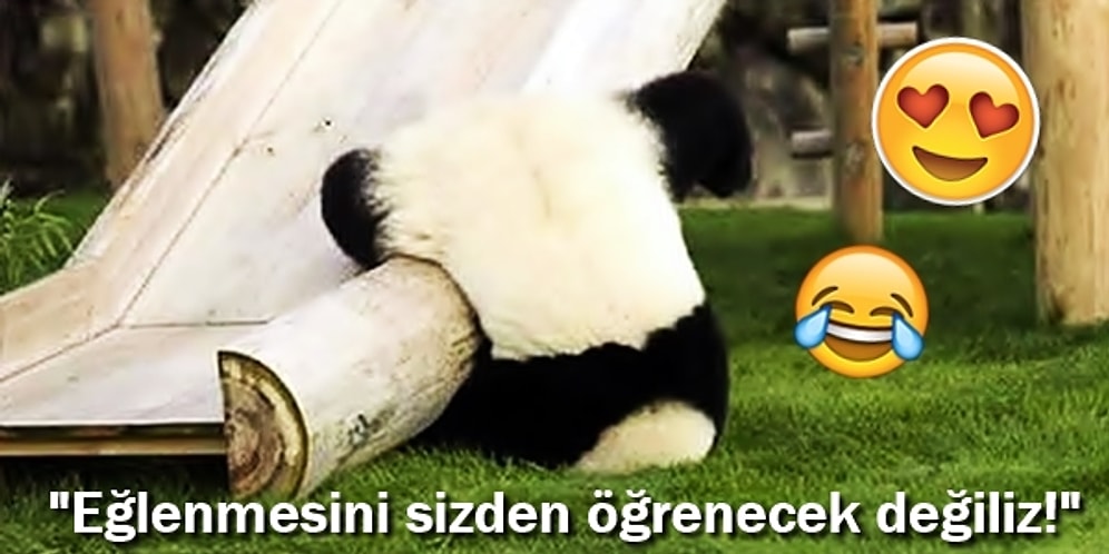 Can Sıkıntılarını Giderme Konusunda Aşırı Eğlenceli Çözümler Bulmuş 22 Hayvan