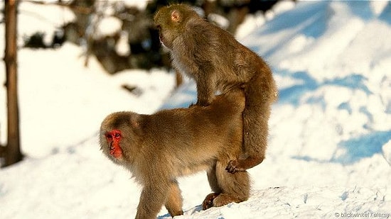 Сумасшедший секс диких животных с прикольной озвучкой