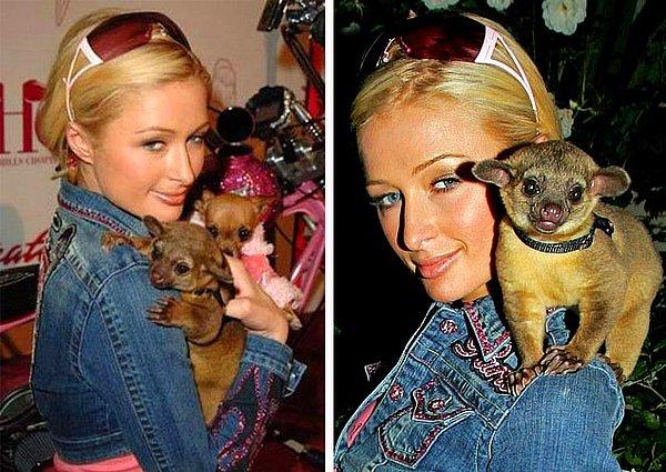 8. Paris Hilton'un minik köpeklerine alışkınız. Fakat "kinkajou" denen bu egzotik hayvanı, köpeklerinden bile daha şirin!