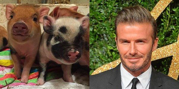 5. David Beckham'ın iki tane minik domuzu var.
