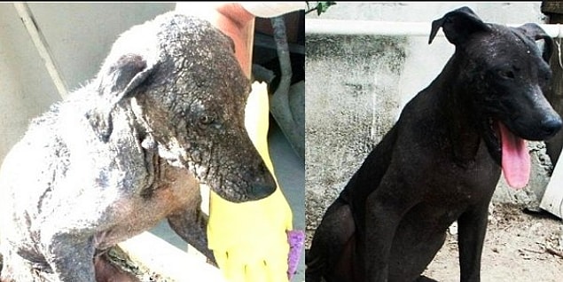 26. Hâlâ Umut Var! İnsanlığa Olan İnancınızı Tazeleyecek, Kurtarılan 36 Köpeğin Değişimi
