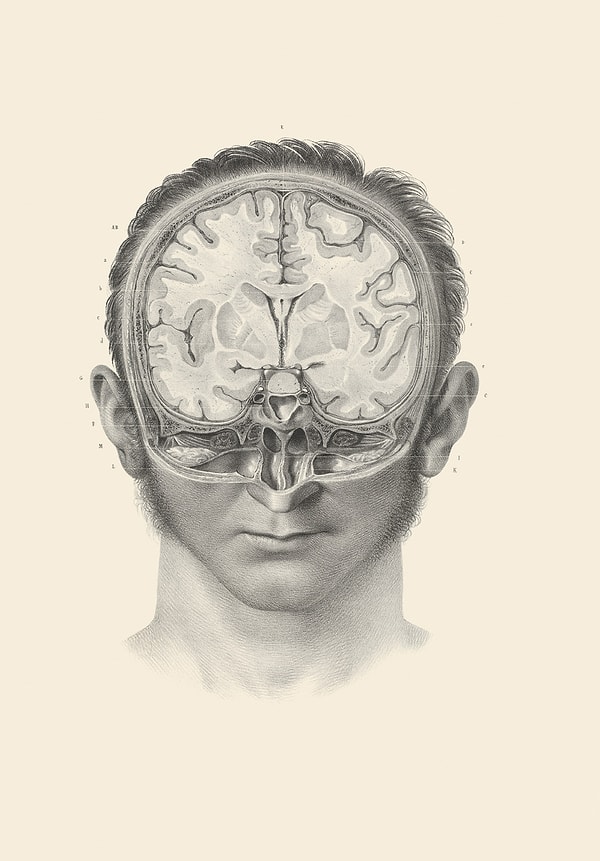 3. Сечение человеческого мозга