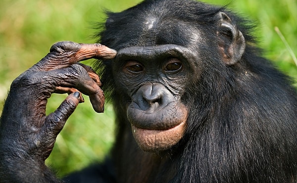 4. "Cogito ergo sum" в переводе с латыни означает "Я мыслю, следовательно, я существую". Какой философ 17 века выдвинул это предположение?