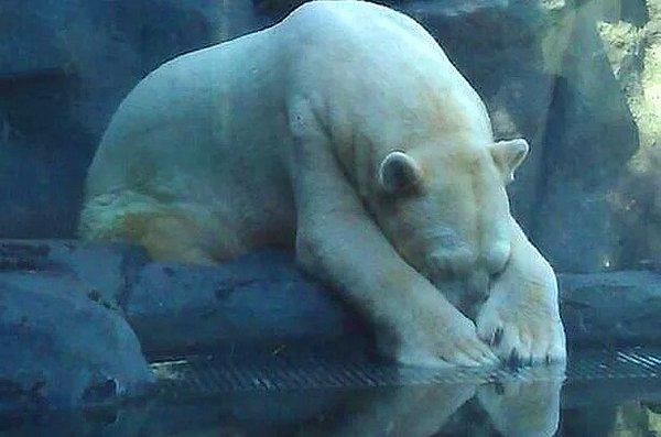 29. Kutup Ayısı Arturo, 30 Mutsuz Yılın Ardından Hayvanat Bahçesinde Delirerek Öldü...
