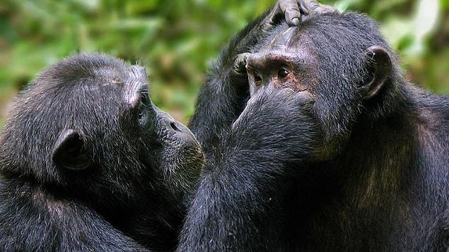 Researchers from Max Planck Institute have discovered interesting findings about stress thanks to the study they conducted on chimpanzees.