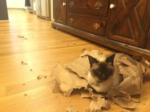 10. Kedim bir kağıt poşeti paramparça edip yedi.