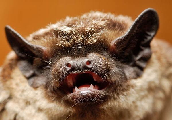 16. Эхолокация