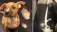 Çişini Yaptıktan Sonra Tuvalet Kağıdıyla Temizlemeye Çalışan Akıllı Köpek Pablo