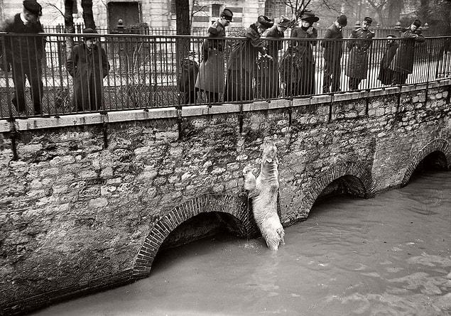 10. A polar bear in the flooded bear enclosure in the Botanical Gardens of Paris during the flood of 1909.
