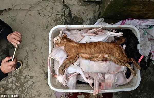 Güneybatı Çin'de bulunan Çengdu şehrinde bir adama ait olduğu tespit edilen depoda onlarca öldürülmüş ve hatta kafası kesilmiş kedi bulundu.