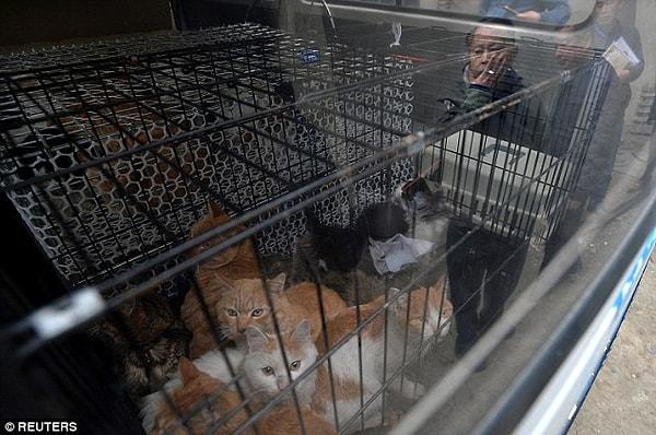 "Bu kedi mezbahası 30 yıldır faaliyet gösteriyormuş. Aizhijia'nın gönüllüleri yerel otoritelere bu yerin kapatılmasında destek olmuşlardır. Mezbahadan 49 kedi canlı olarak kurtarılmış fakat yaklaşık 2 ton ölü kedi bedeni çıkarılmıştır."
