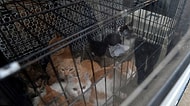 Çin'de Hayvansever Kılığında 'Kurtarıyorum' Dediği Sokak Kedilerini Restoranlara Satan Cani