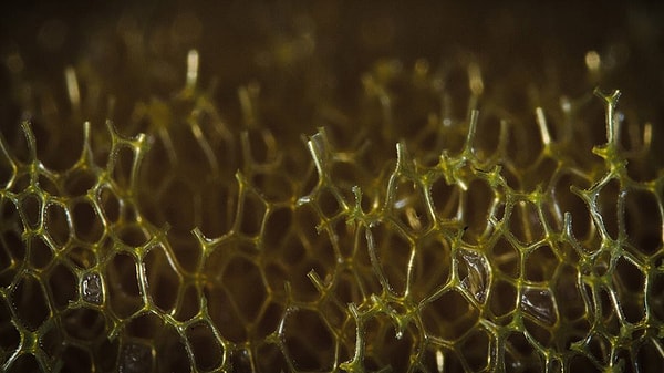 1. И снова здравствуйте! Давайте начнем. Что на картинке?