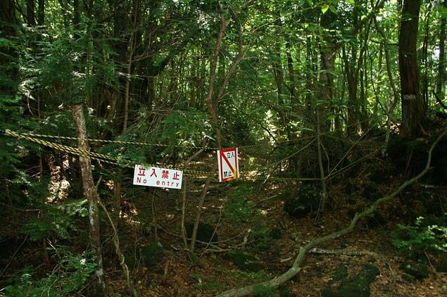 21. Suicide Forest, Japan
