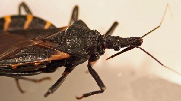 Chagas hastalığına neden olan böceğin ısırığı, son derece ölümcül.