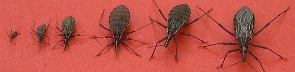 Erken tespiti son derece zorlu olan Chagas hastalığı, genellikle yalnızca ileri safhalarında kendini gösteriyor.