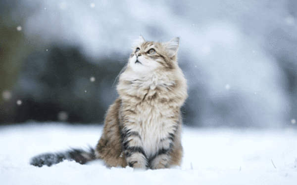 Bu Kış Sokak Kedilerinin Soğukta Kalmaması İçin Yapabileceğiniz Bir Şey Var!