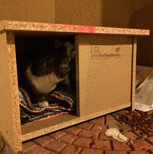Sokak kedileri için 'ücretsiz' ev yaparak dağıtmaya karar verdik.