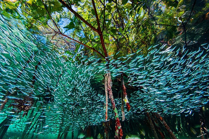 50 лучших фотографий за 2016 год по мнению National Geographic