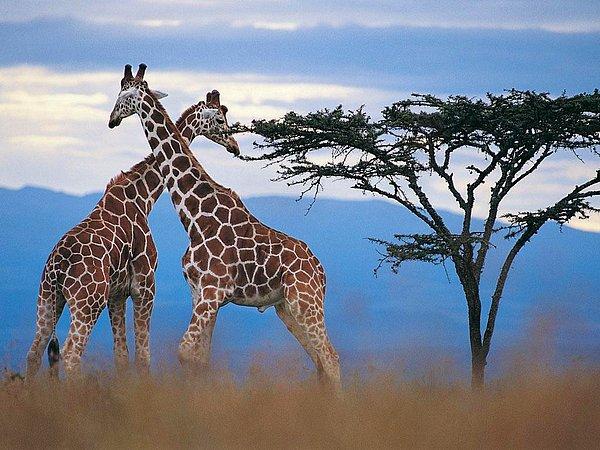 "Safariye giderseniz zürafaları her yerde görebilirsiniz" diyen Fennessy, bu nedenle zürafaların sayısında yaşanan dramatik düşüşün dikkat çekmemiş olduğunu belirtti.
