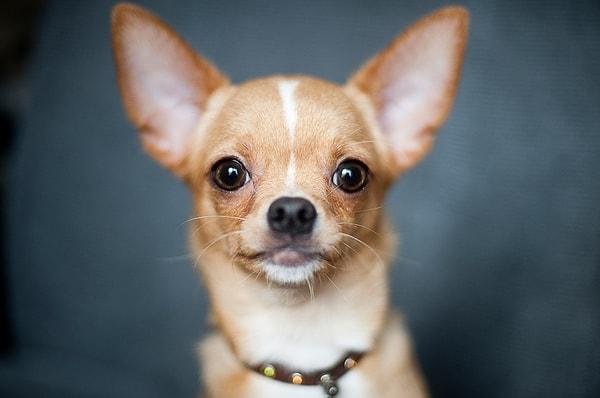 Chihuahua!