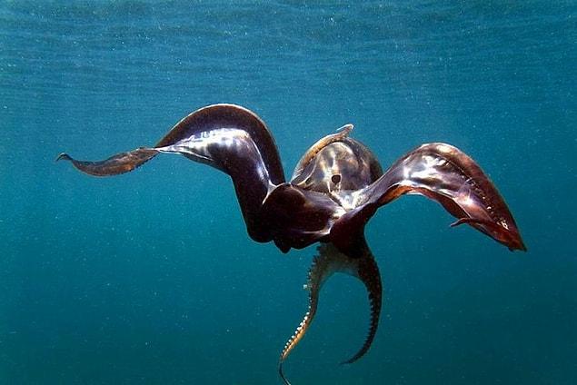 4. The female blanket octopus is 40,000 times larger than male blanket octopus.