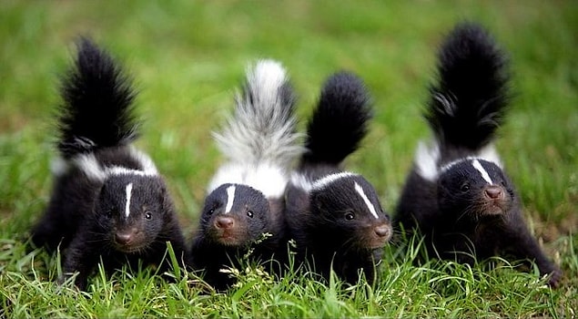 7. Domesticated and de-odored foumarts make great pets!