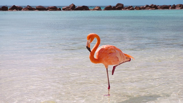 18. The reason why flamingos stand on one leg, especially in water, has nothing to do with resting their legs. They do this to merely keep their bodies warm, because that way, they lose less heat.