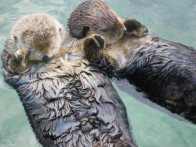 19. Sea otters hold hands to avoid drifting apart.